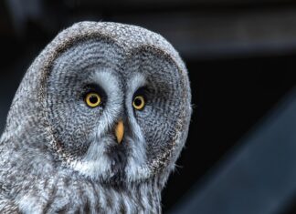 Ile Volt jest w siłę? Ile Volt jest w siłę?