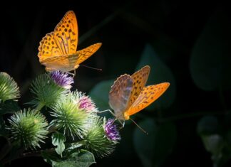 Czy masa to ciężar?